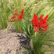 Showtuin Aartselaar Crocosmia Stipa Showtuin rreac04 Publiek Aartselaar Crocosmia Stipa